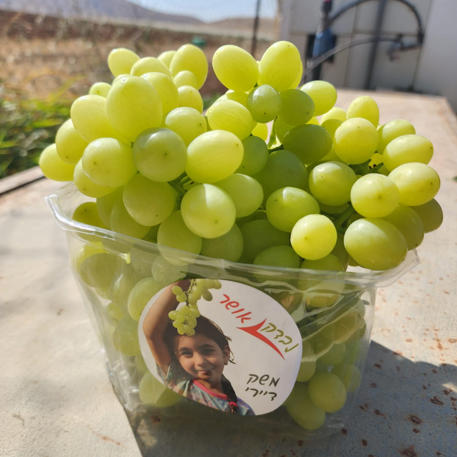 2 סלסלאות ענבים ירוקים S.B.S